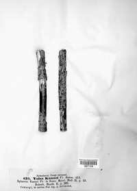 Cytospora kunzei image